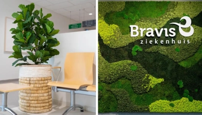 Bravis kleurt groener